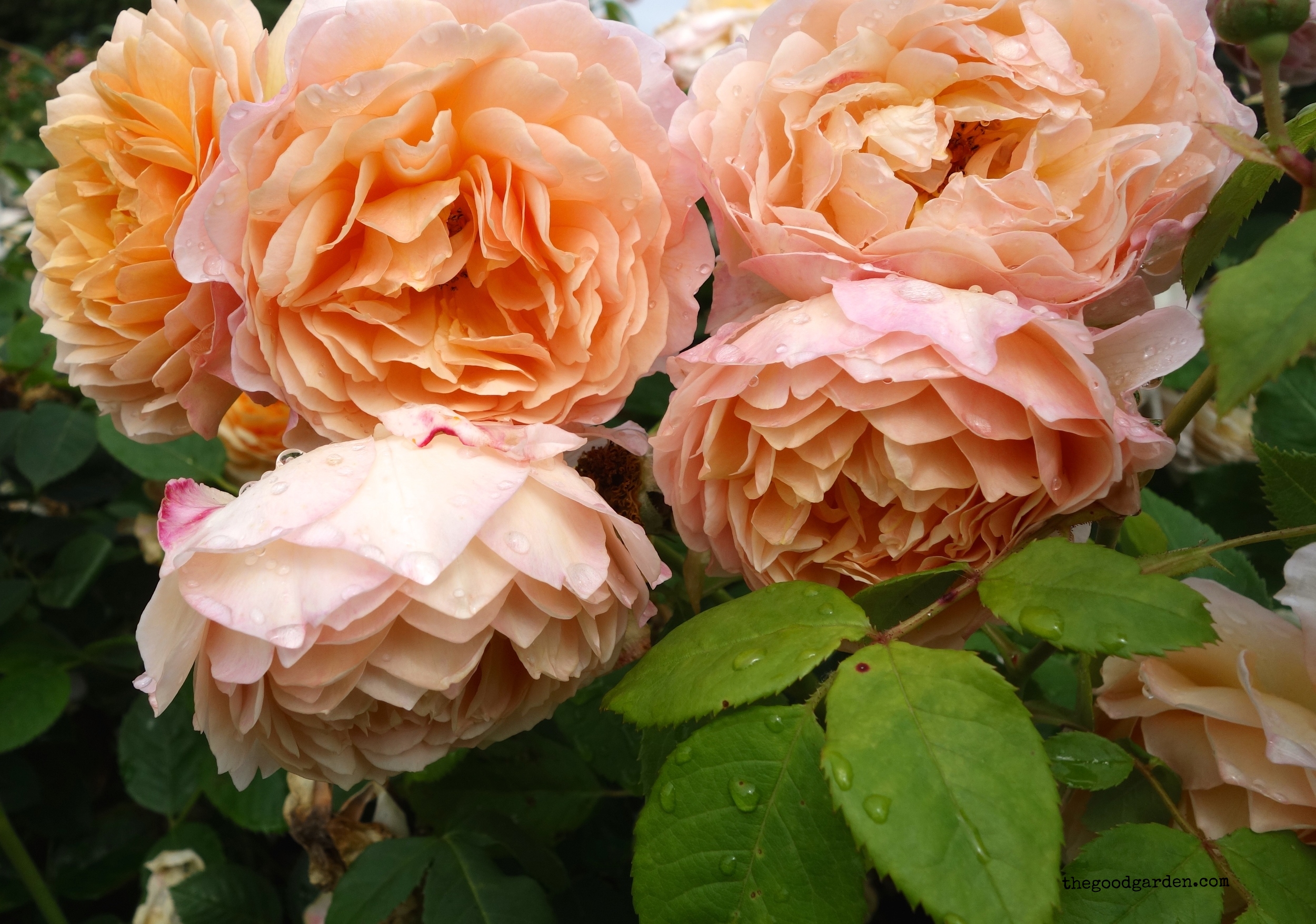 thegoodgarden roses front 4.JPG