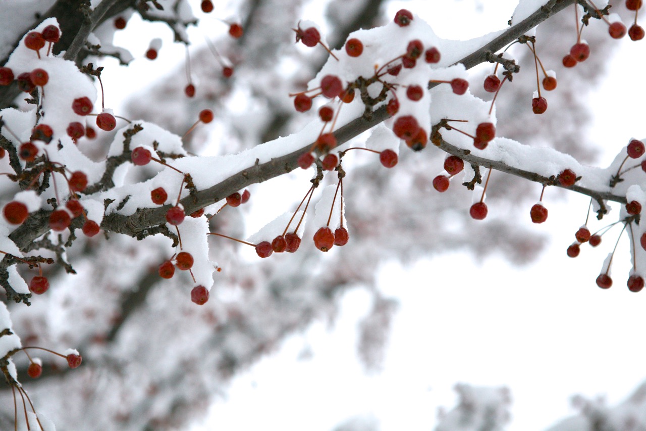 thegoodgarden|greenbaybotanic|davidcalle7971.jpg