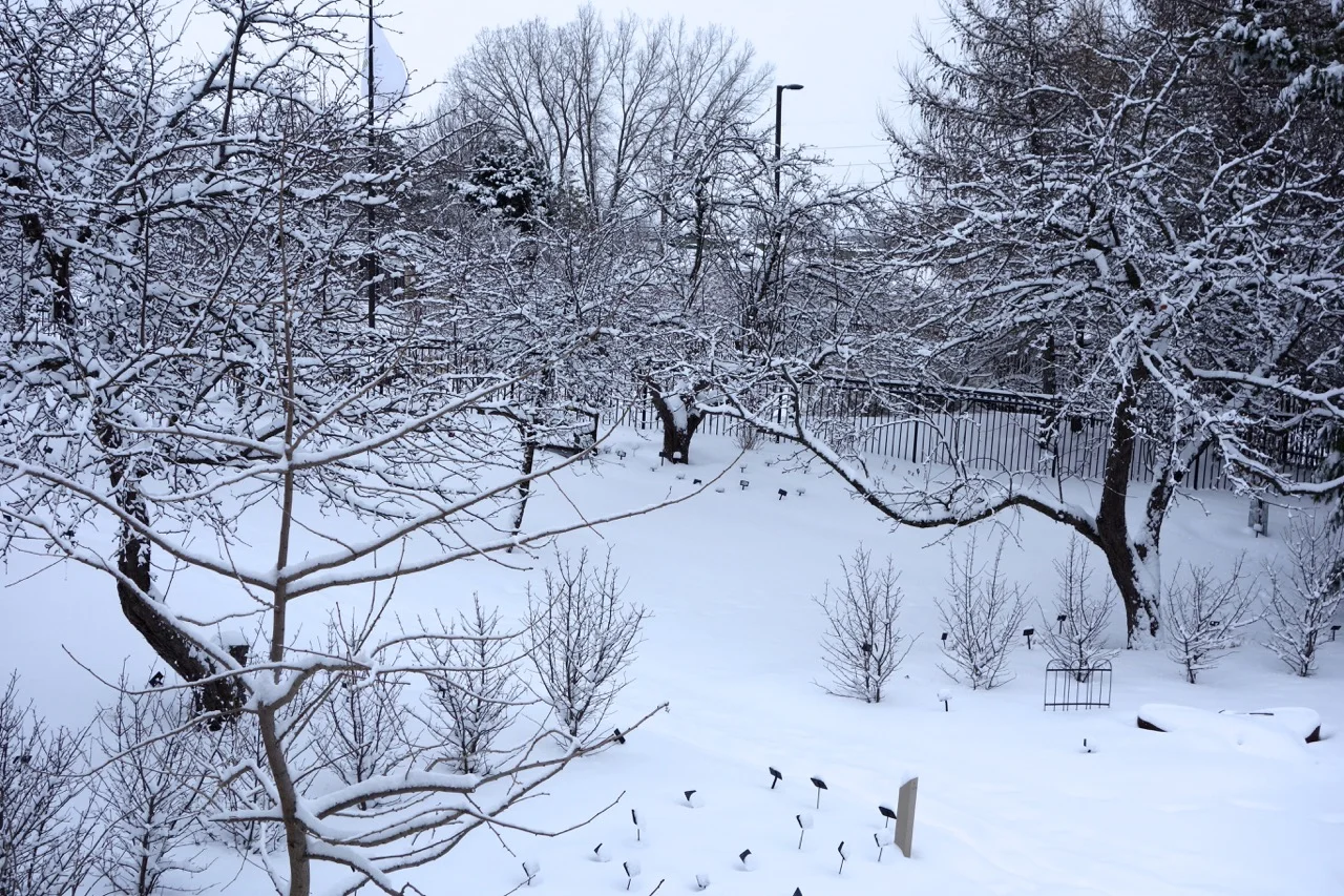 The old Larsen Orchard remnant reminds us of a prior use for this land and leads to the knot garden. It provides a wonderful contrast to the formal Tudor style garden.