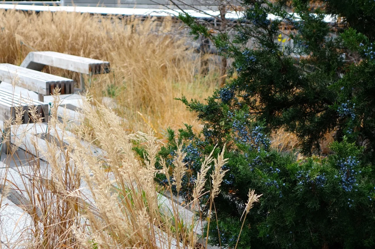 thegoodgarden|highline|NYC|davidcalle|8588.jpg