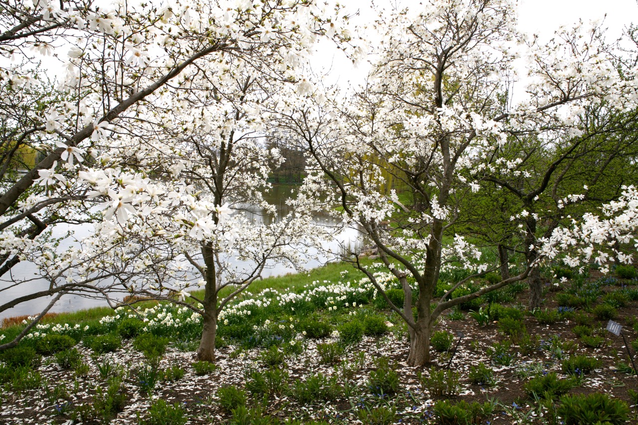 A grove of magnolias provide an immersive experience. The Chicago Botanic Garden. Glencoe, IL.