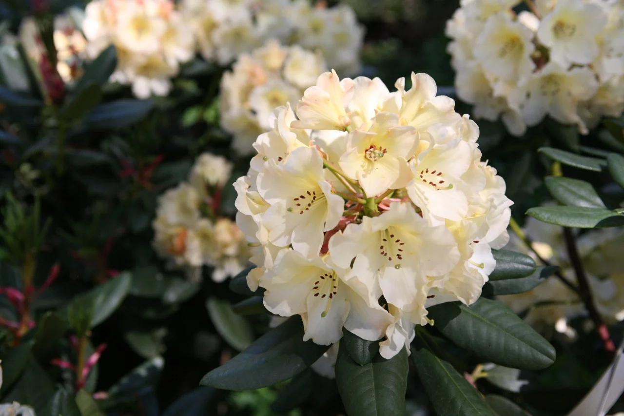 thegoodgarden|davidcalle|usrhododendrongarden_2513.jpg
