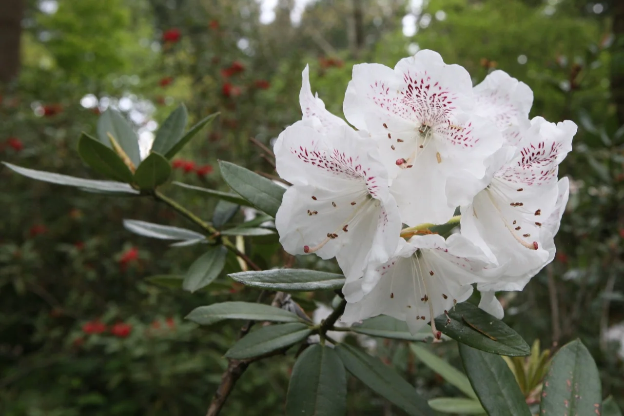 thegoodgarden|davidcalle|usrhododendrongarden_2791.jpg