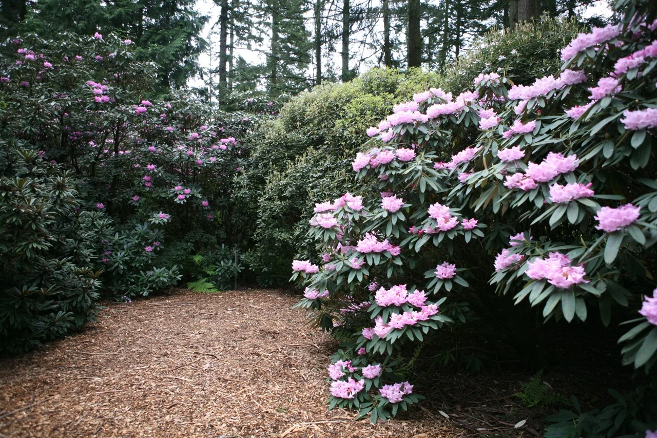 thegoodgarden|davidcalle|usrhododendrongarden_2767.jpg