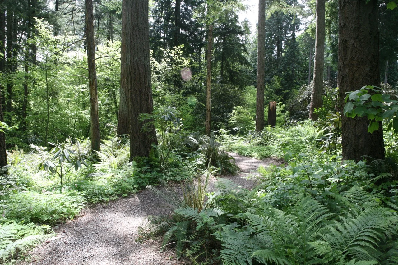 Curving pathways lead visitors through the garden. The woodland setting and companion plantings provide a sense of how the "Rhodys" might be seen in the wild.