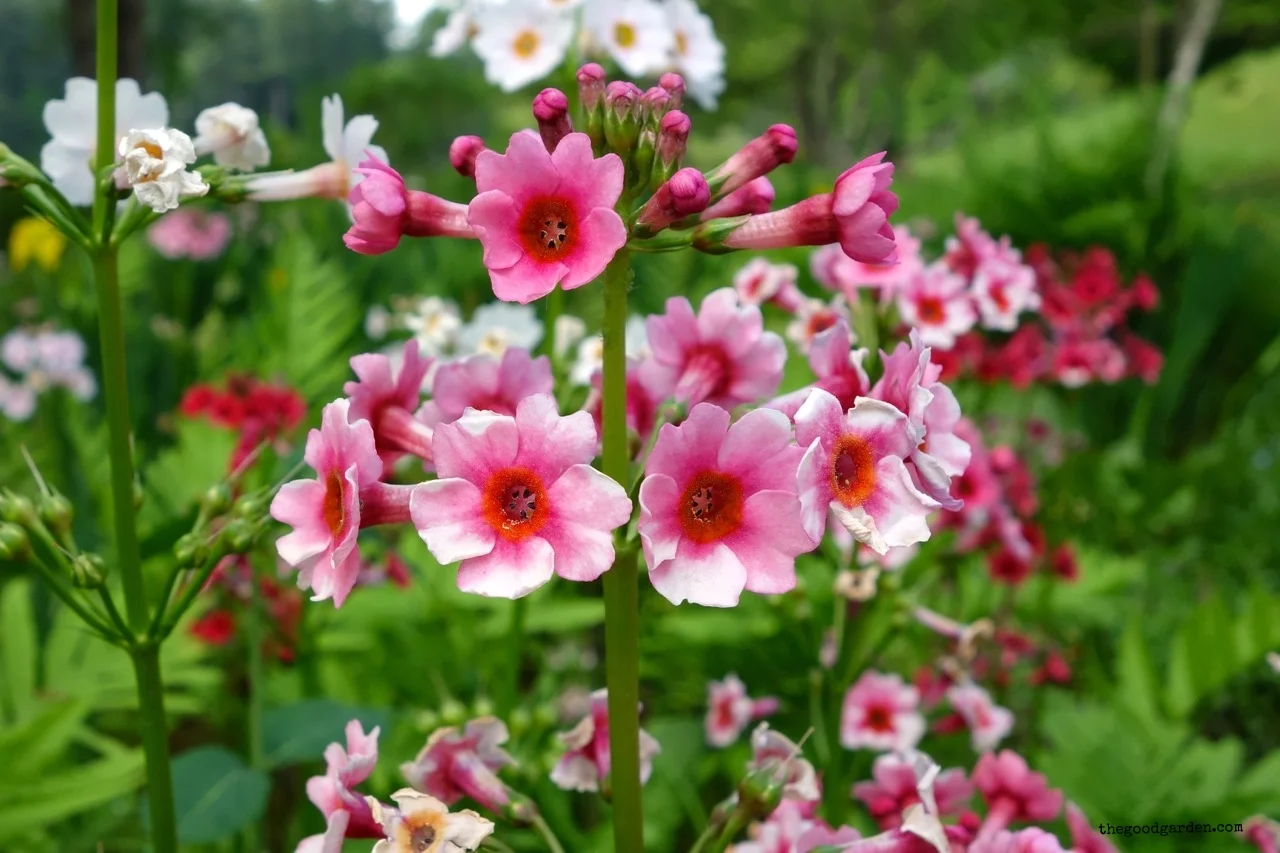 thegoodgarden|davidcalle|innisfree|02432.jpg