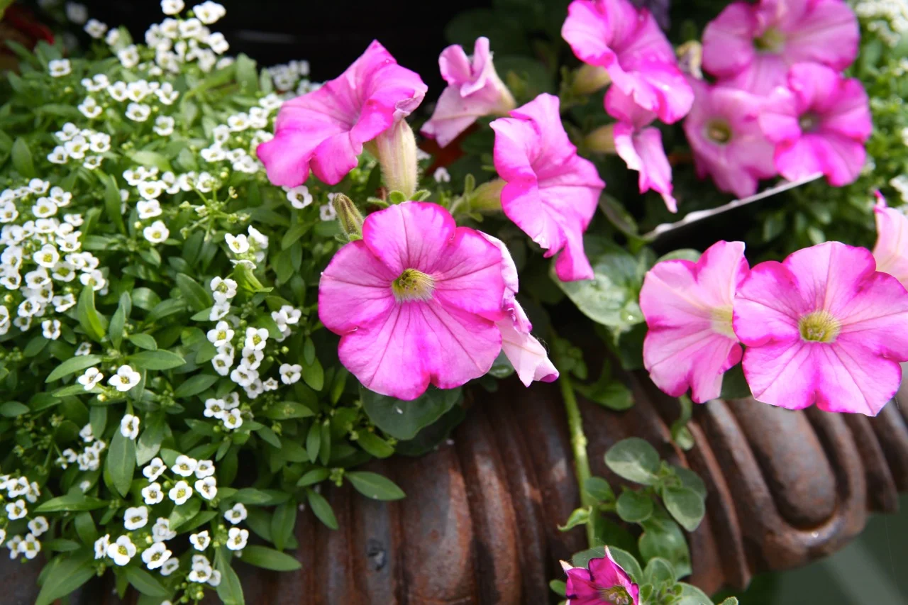 Alyssum and petunias make a wonderful combination. These hard working annuals will bloom all season.