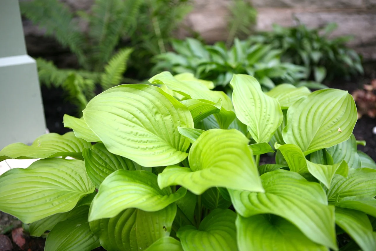 The shady front border has just been planted with several varieties of hosta .