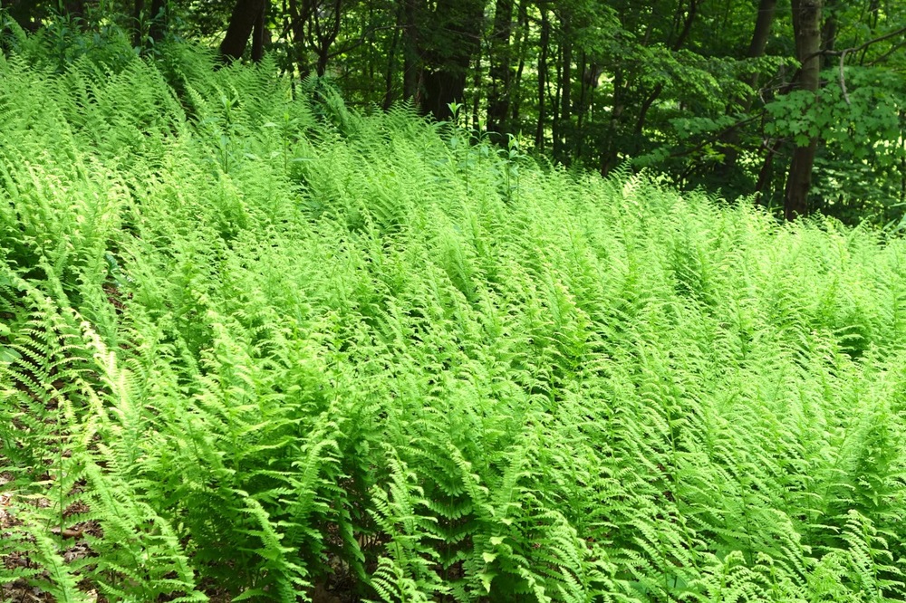 thegoodgarden|davidcalle|manitoga|02594.jpg