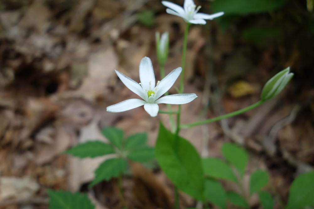 thegoodgarden|davidcalle|manitoga|02704.jpg