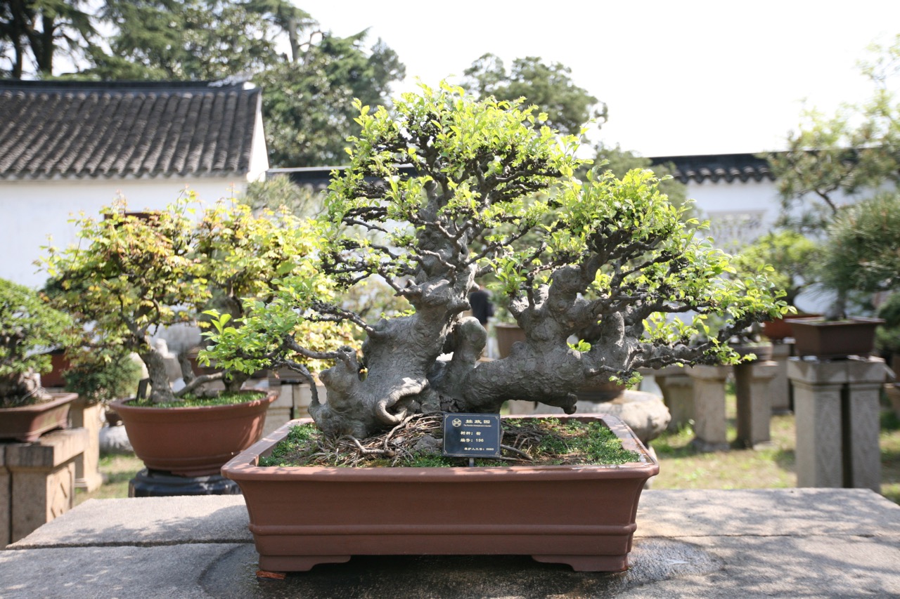 thegoodgarden|Suzhou|humbleadministratorsgarden|5049.jpg