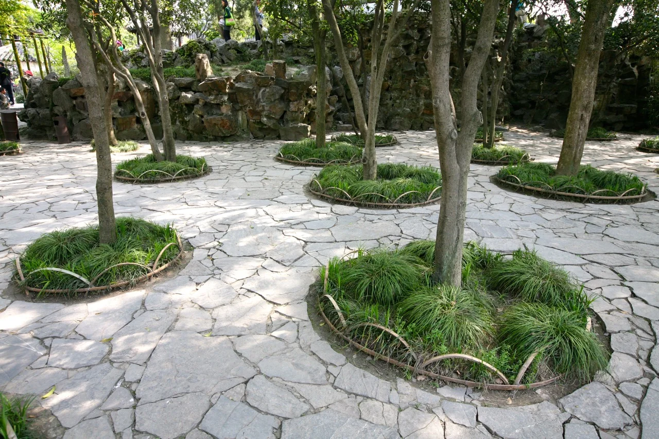 This beautiful grove planted with lily turf leads to teh Penjing area. This would fit right in to a modern garden.