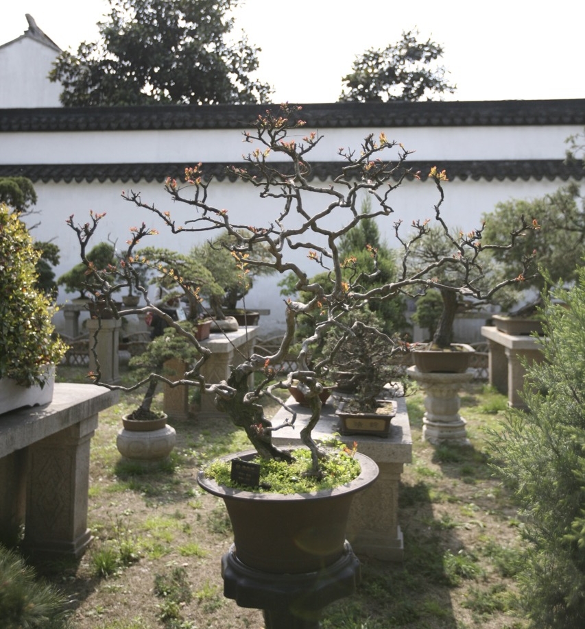 thegoodgarden|Suzhou|humbleadministratorsgarden|5043.jpg