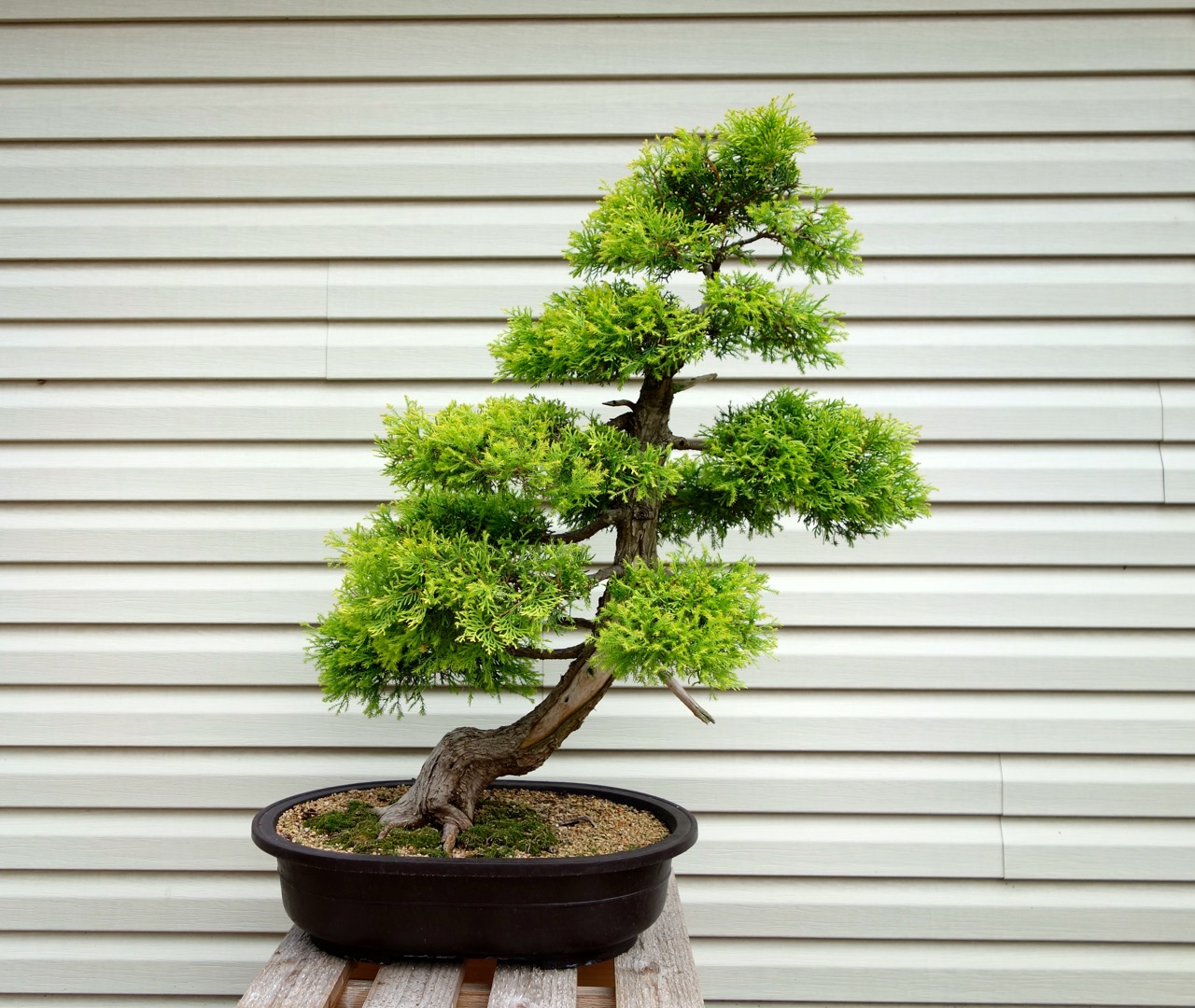   An over 20 year old white cedar.&nbsp; Note that the tree is growing on an angle as if shaped by time and the elements.&nbsp;   