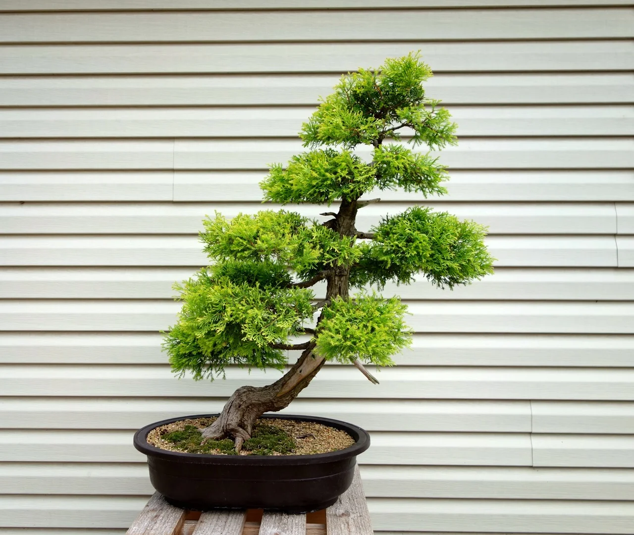 An over 20 year old white cedar. Note that the tree is growing on an angle as if shaped by time and the elements. 