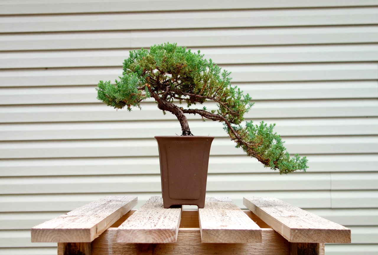   This 6 year old juniper has been trained into a traditional style of bonsai called “cascade.”   