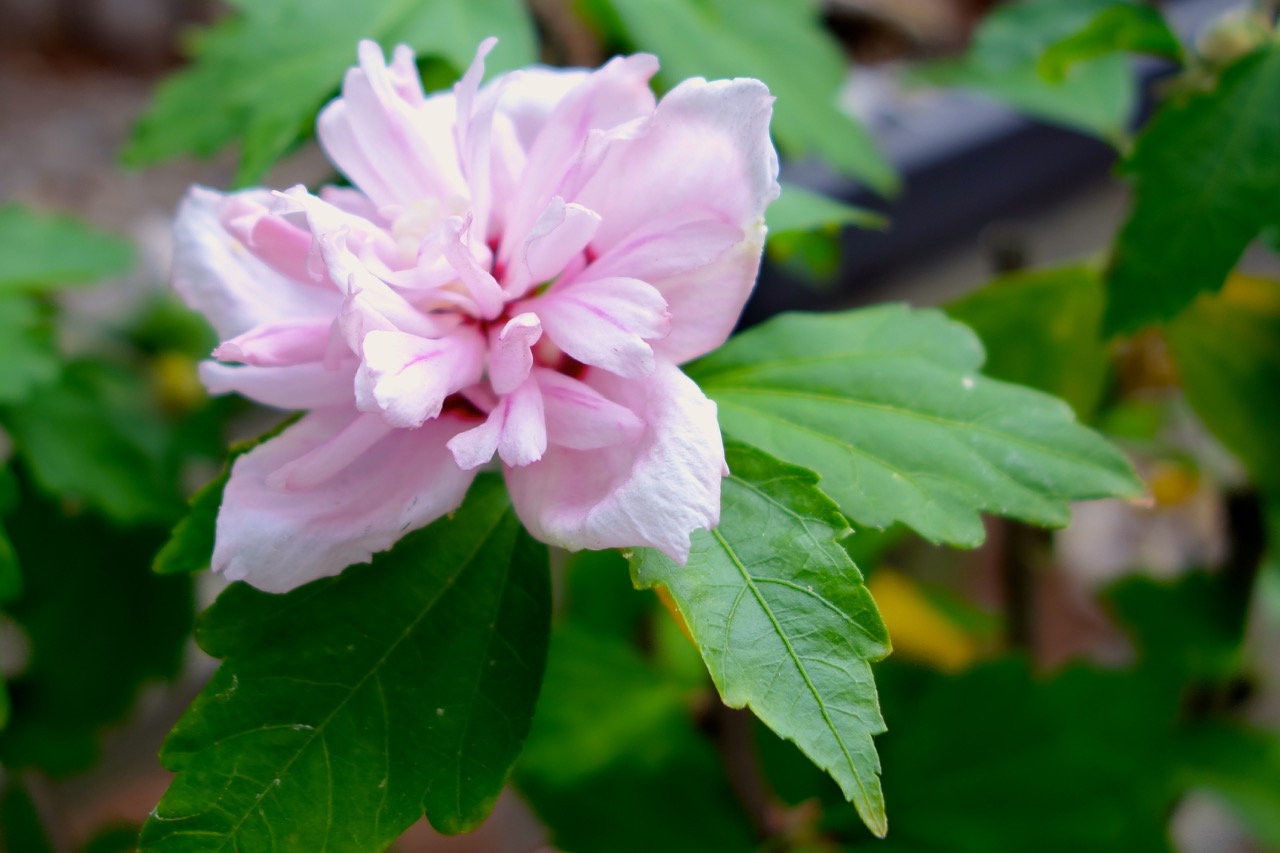   Flowering trees make wonderful bonsai.&nbsp; In addition to their shape, structure, and texture, here a flowering hibiscus adds a pop of color.  