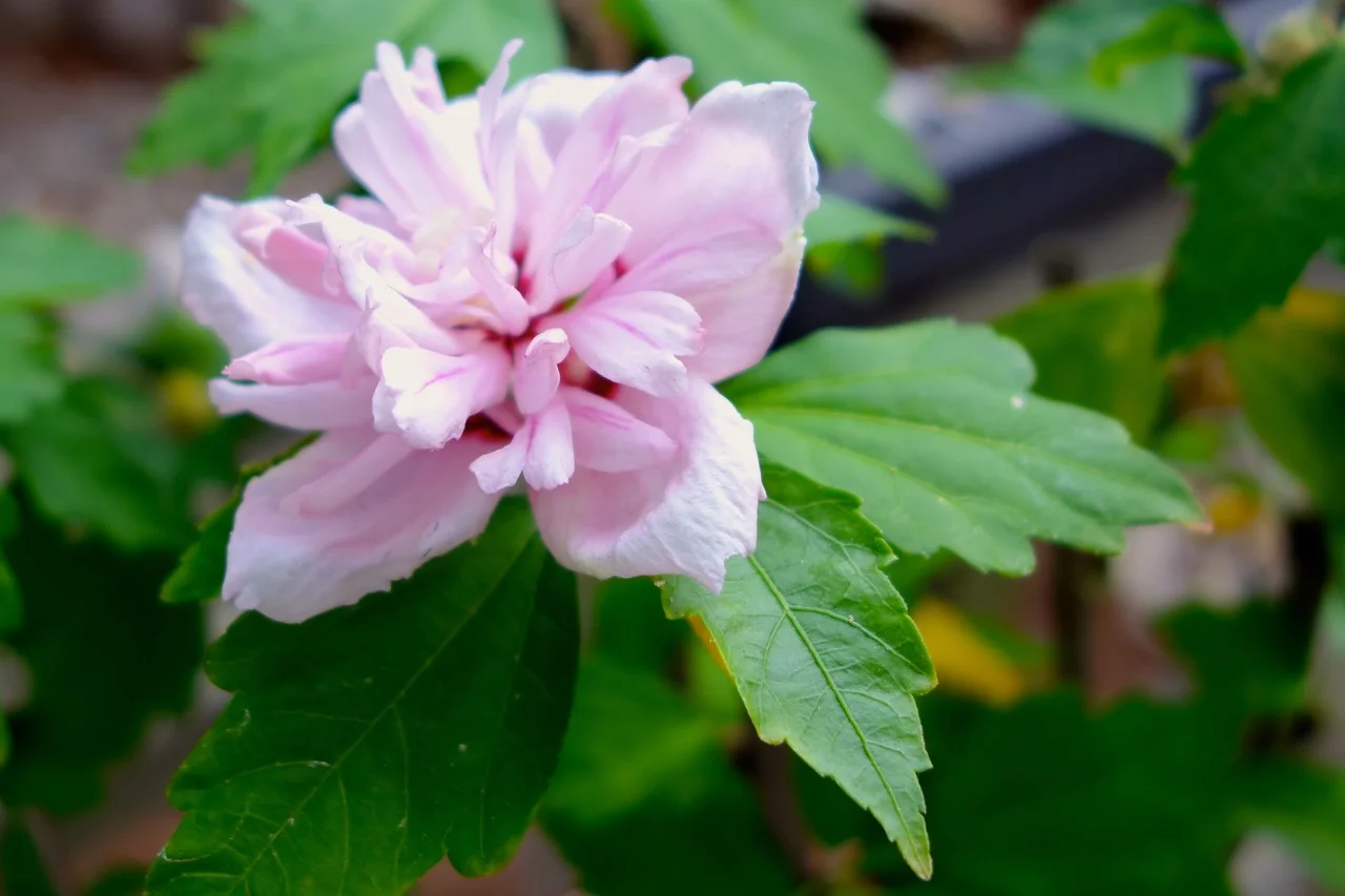 Flowering trees make wonderful bonsai. In addition to their shape, structure, and texture, here a flowering hibiscus adds a pop of color.