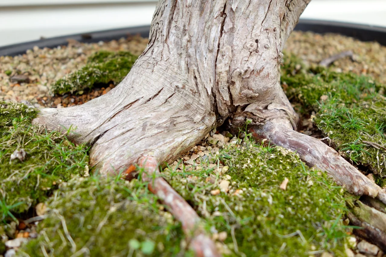 A drift of moss creates added interest – an imaginary place to sit and read a book – on this 20+ year old white cedar. 