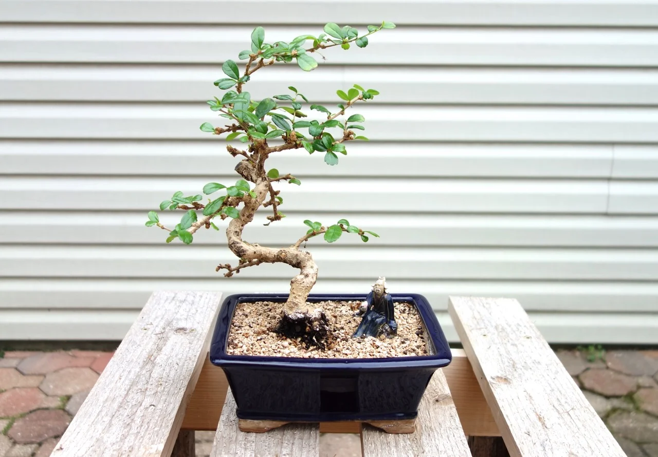 The contorted trunk of this 8 year old Fukien tea makes it special. The plant is named after the Chinese province from which it originated .