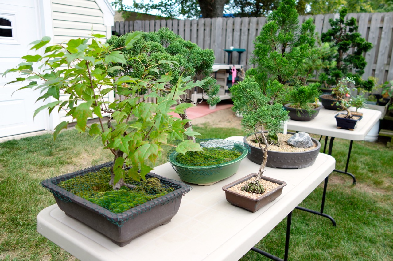   Fox Valley Bonsai Society membersarrange a selection of outdoor bonsai on tables where they can be appreciated from all sides.  