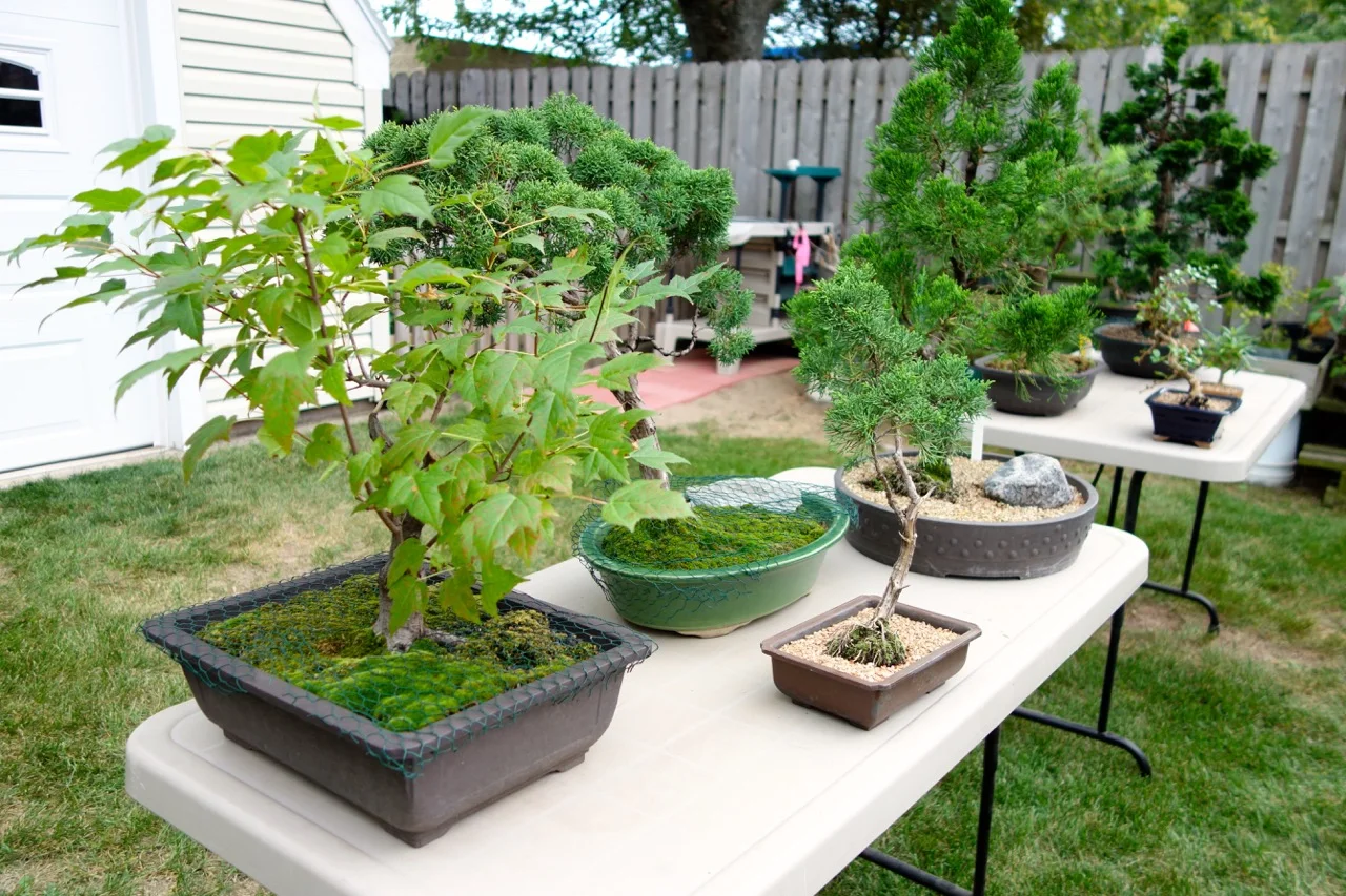 Fox Valley Bonsai Society membersarrange a selection of outdoor bonsai on tables where they can be appreciated from all sides.