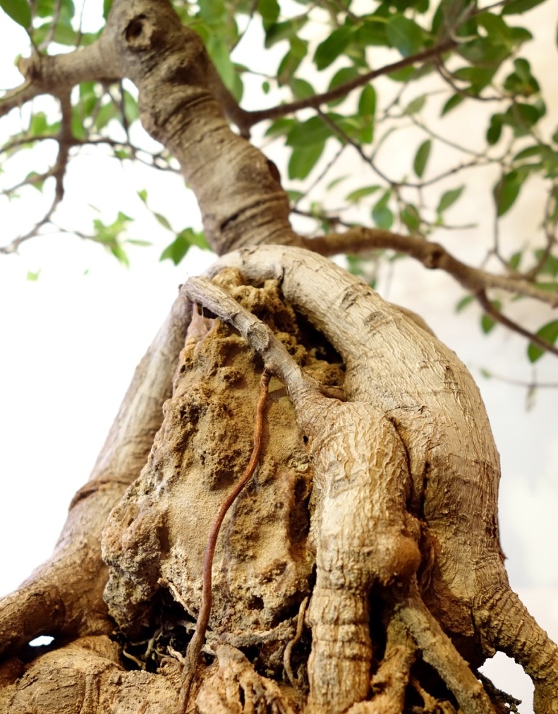 Artists strive to create the illusion of age. The “root over rock” style is highly sought after. This ficus is over 18 years old.