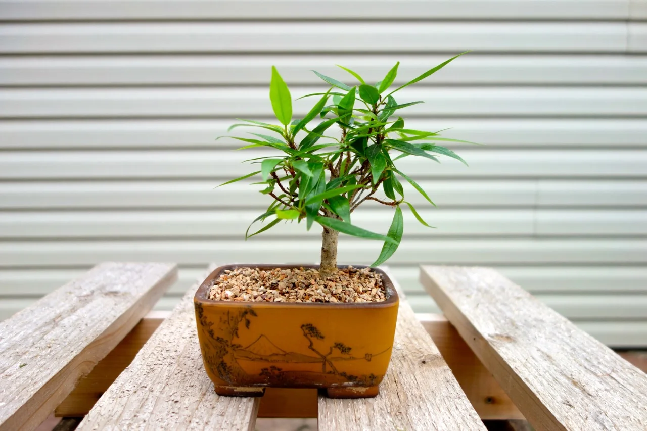 A 7 year old Ficus nerifolia . The miniature landscape painted on the container represents an ideal for the bonsai artist.