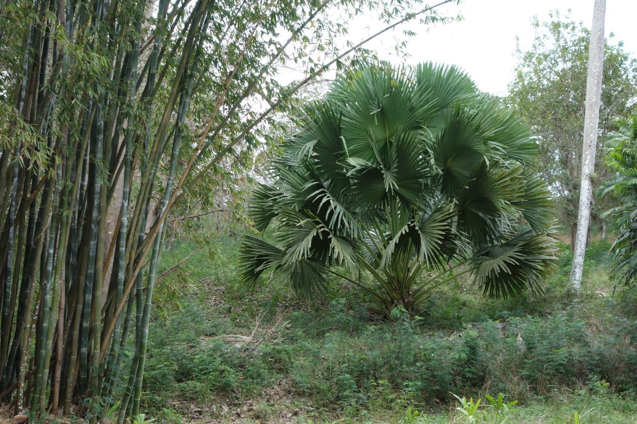 thegoodgarden|davidcalle|cuba|cienfuegosbotanicalgarden|00688.jpg