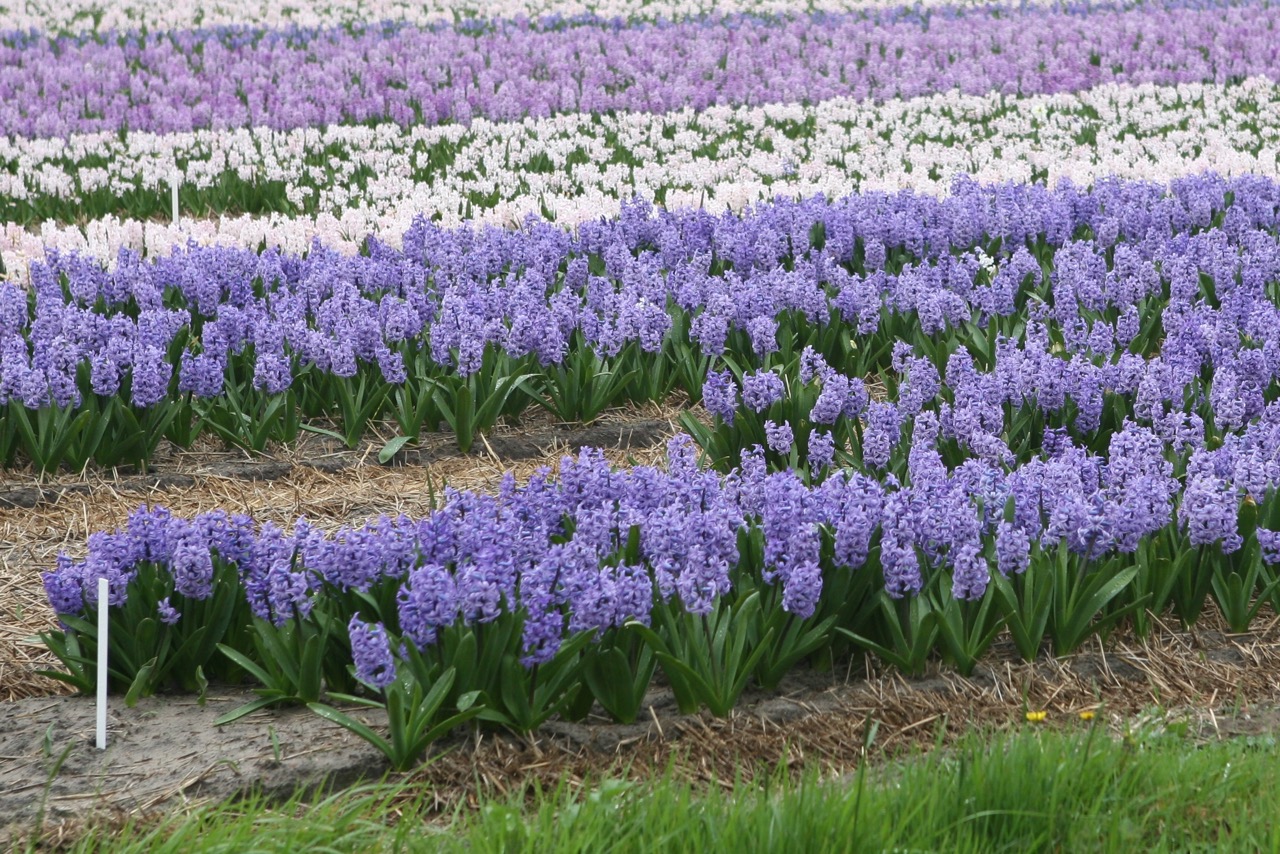 thegoodgarden|tulipfields|netherlands3197.jpg