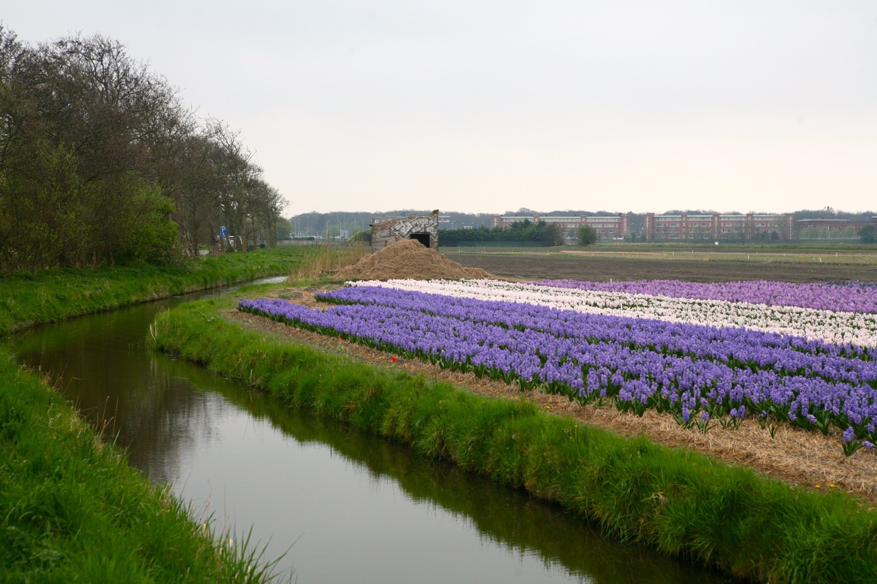 thegoodgarden|tulipfields|netherlands3216.jpg