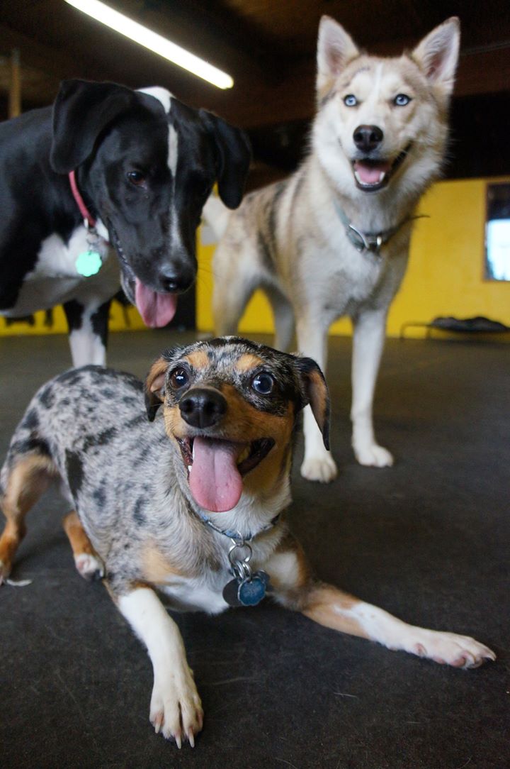 Moose, Joey and Dublin