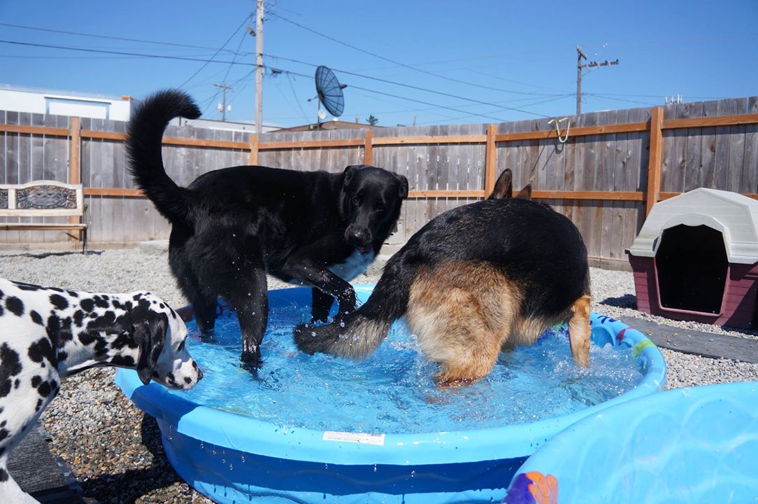 Alice, Bo and Loki cool off on a summer afternoon at Paws & Relax