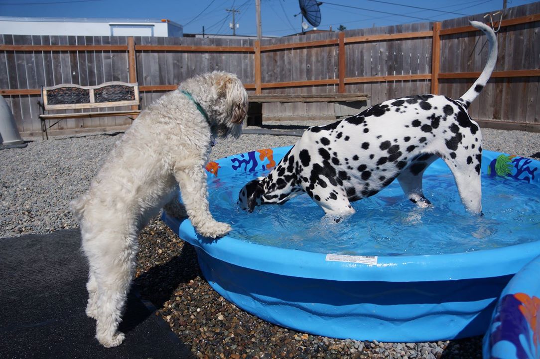 Alice takes a cool dip while Quack waits his turn