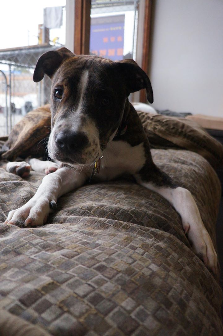 Bam Bam takes a break from playing with his pals at Paws & Relax