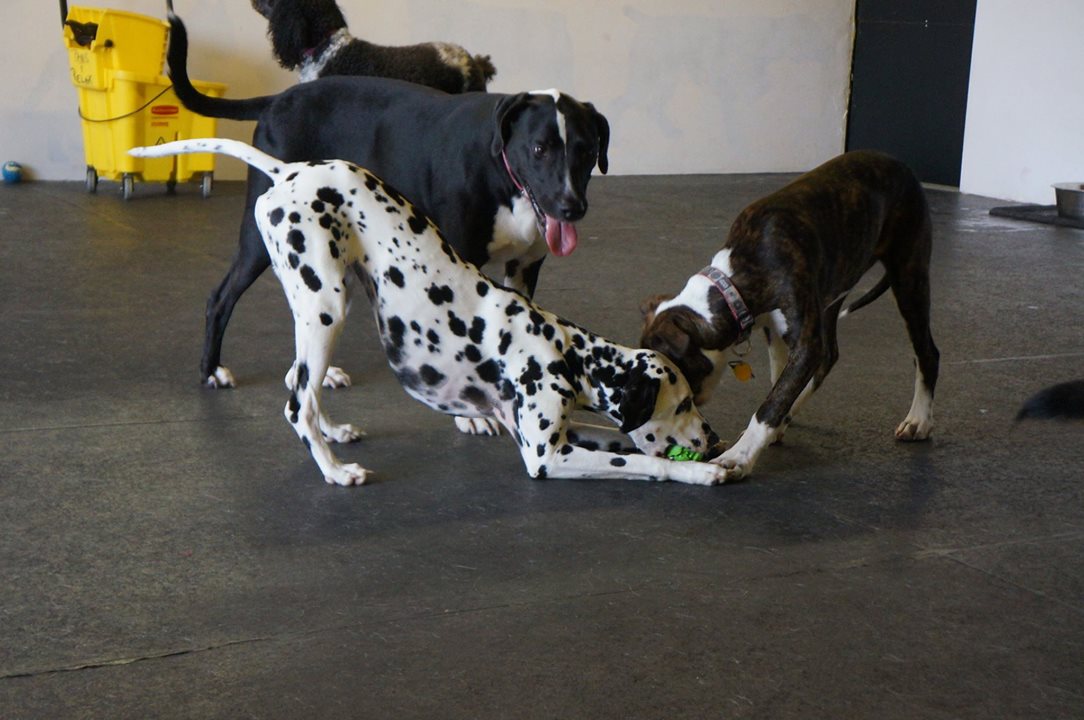 Dublin, Alice and Bam Bam, daycare buddies