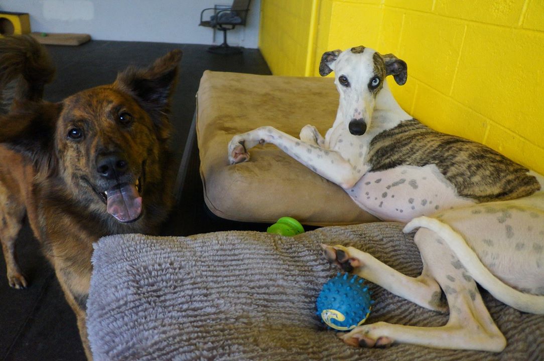 Zee and Strider love coming to Paws & Relax