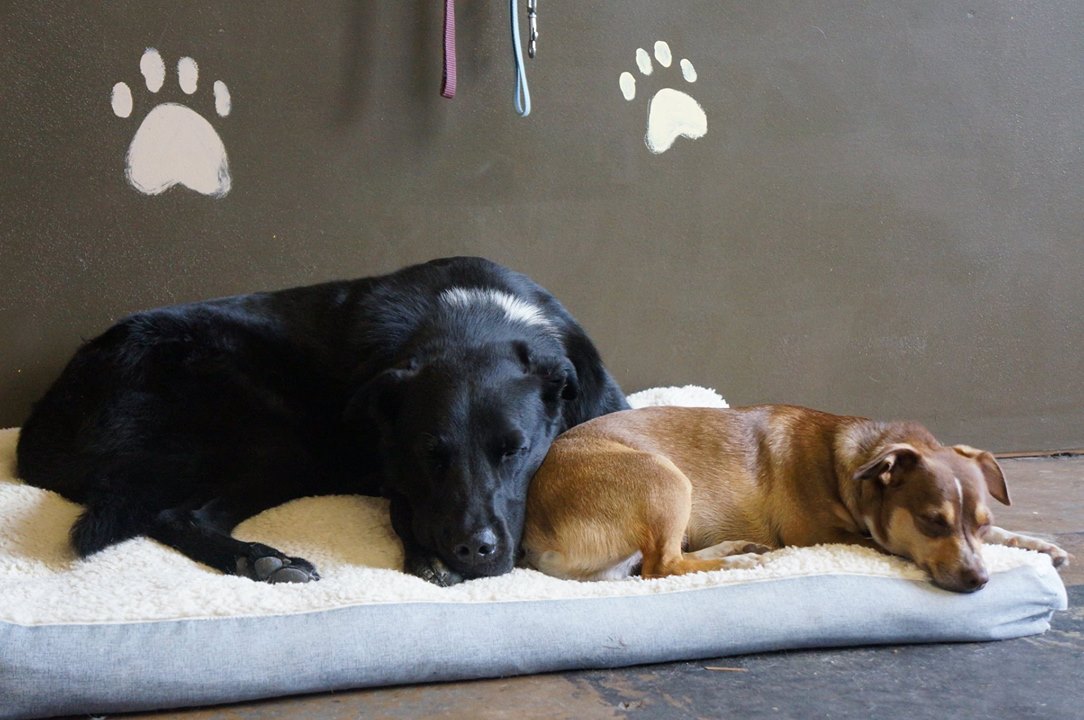 Bo and Charlie having a snooze together