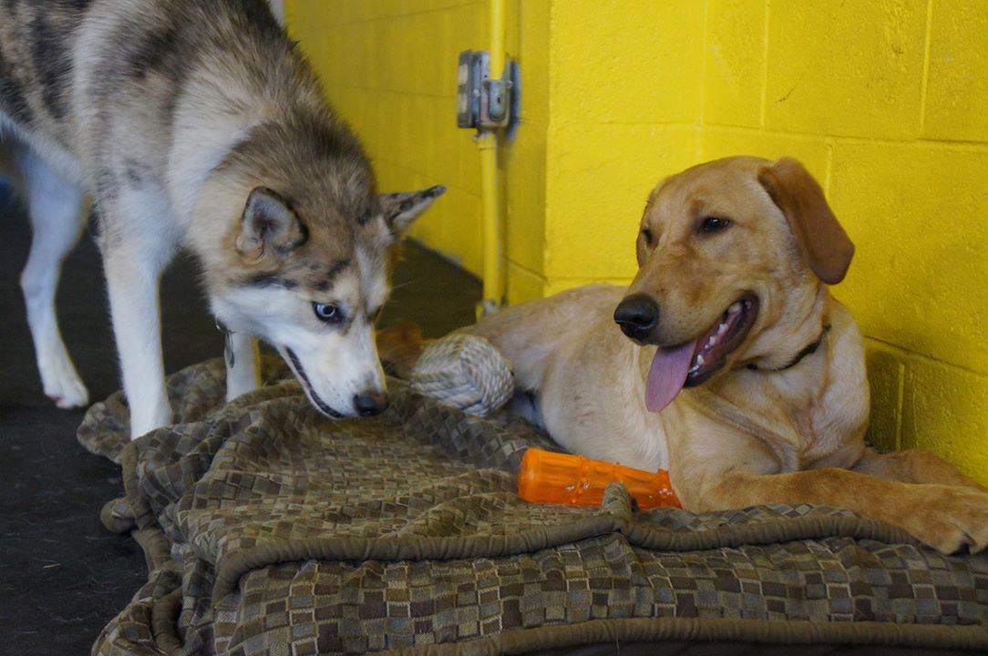 Joey has his sights set on Charlie's toy