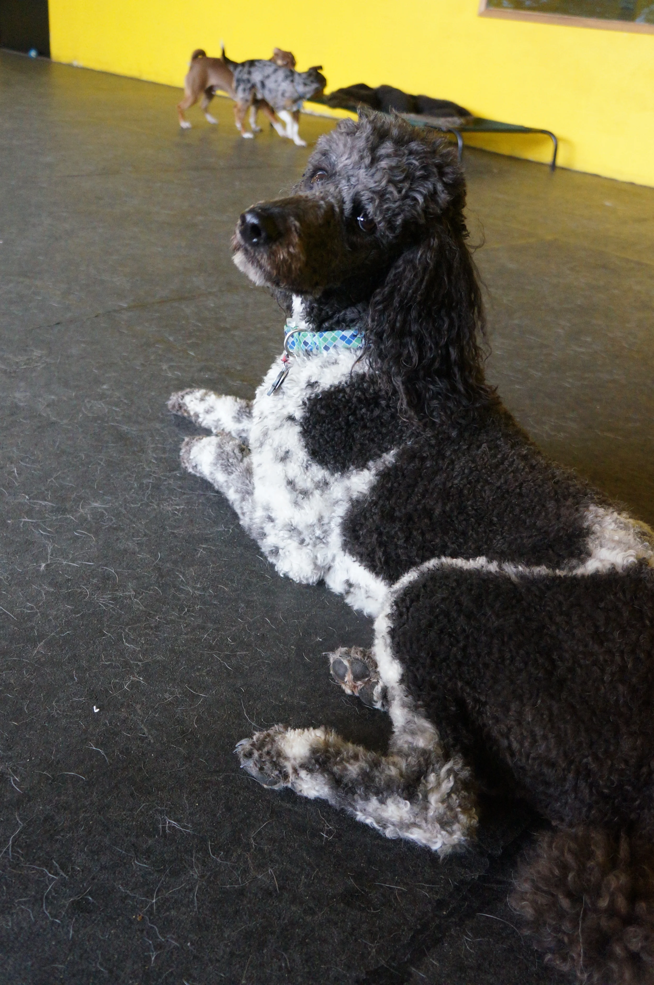  Lola looking pretty at  Paws &amp; Relax  