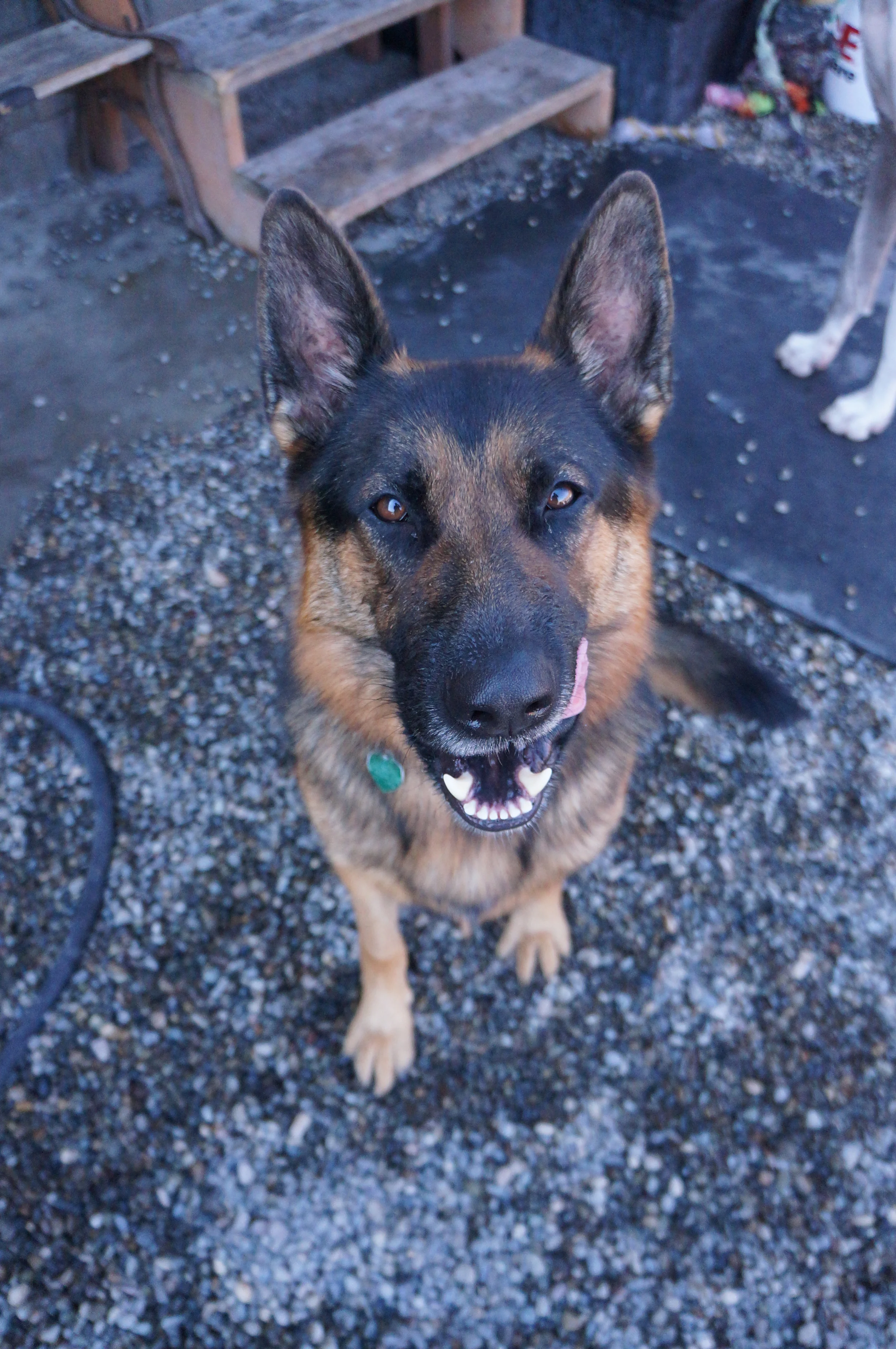  Loki, a regular at  Paws &amp; Relax  