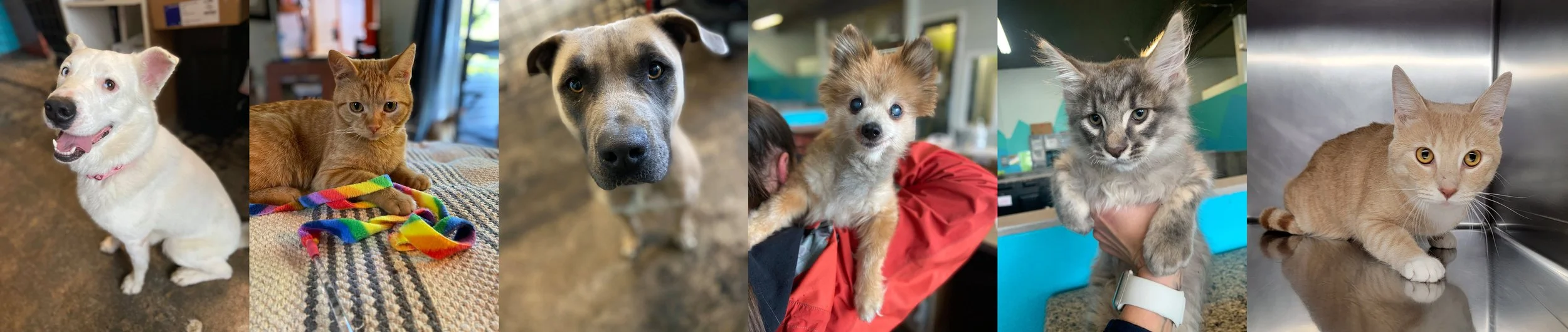 C.A.R.E.S. of Burien & Des Moines