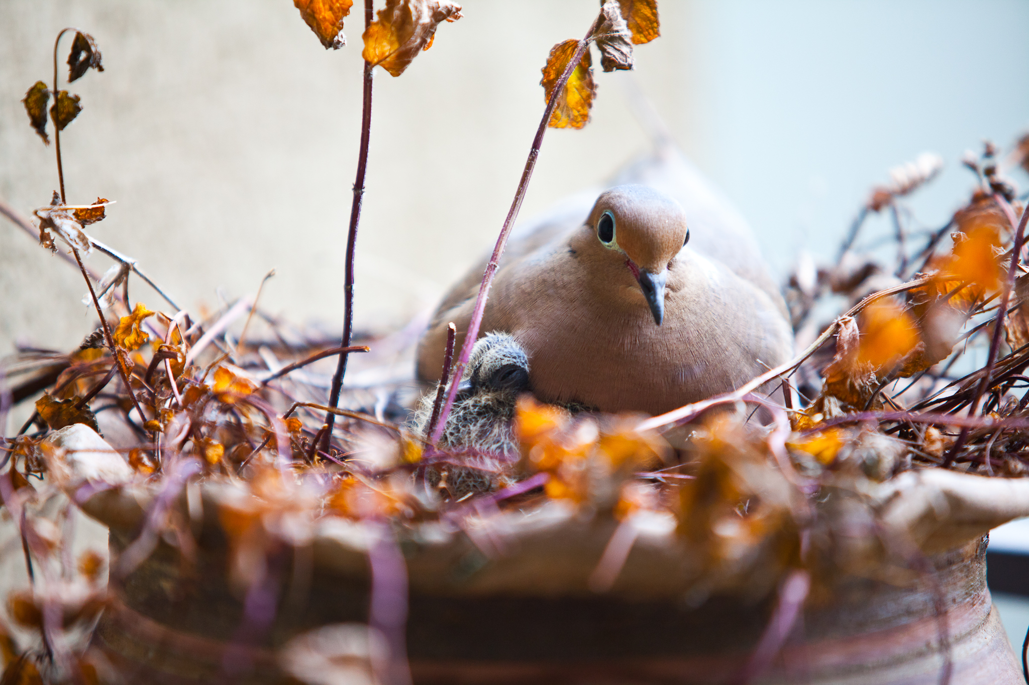 mourning dove-01.jpg