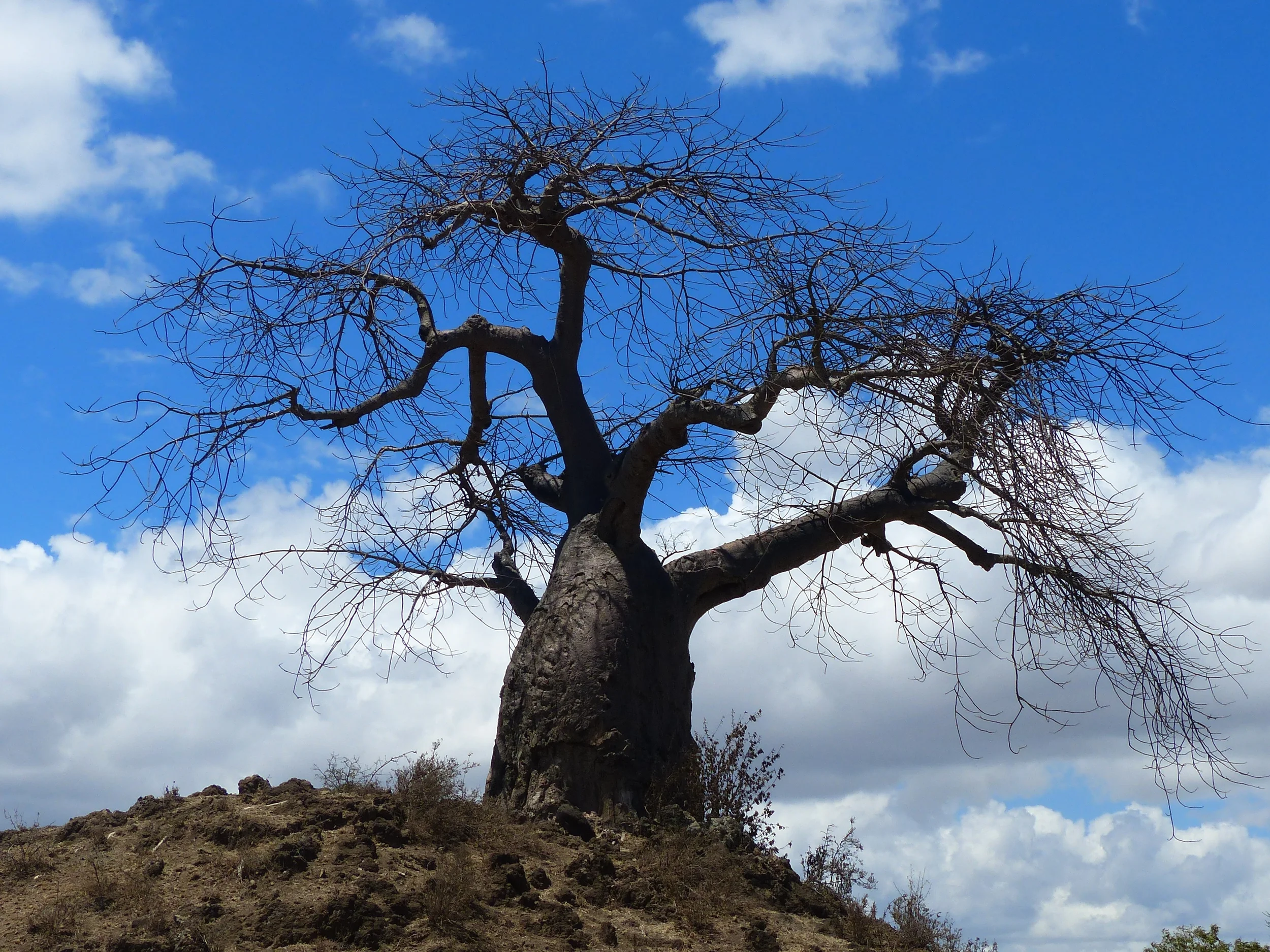 Dalla dalla, dalla lalla, dalai lama