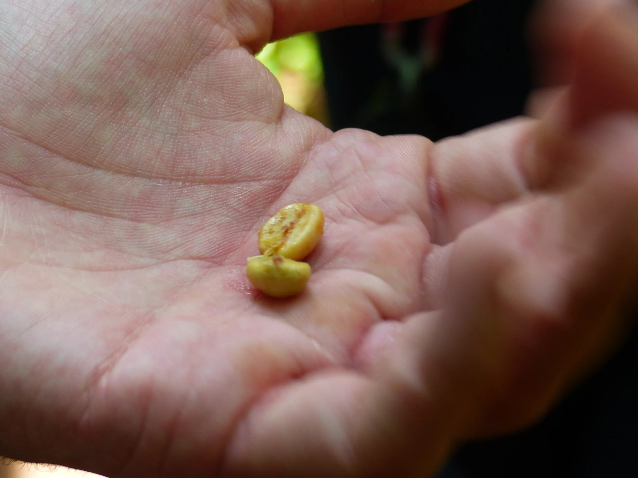 Inside are the beans...