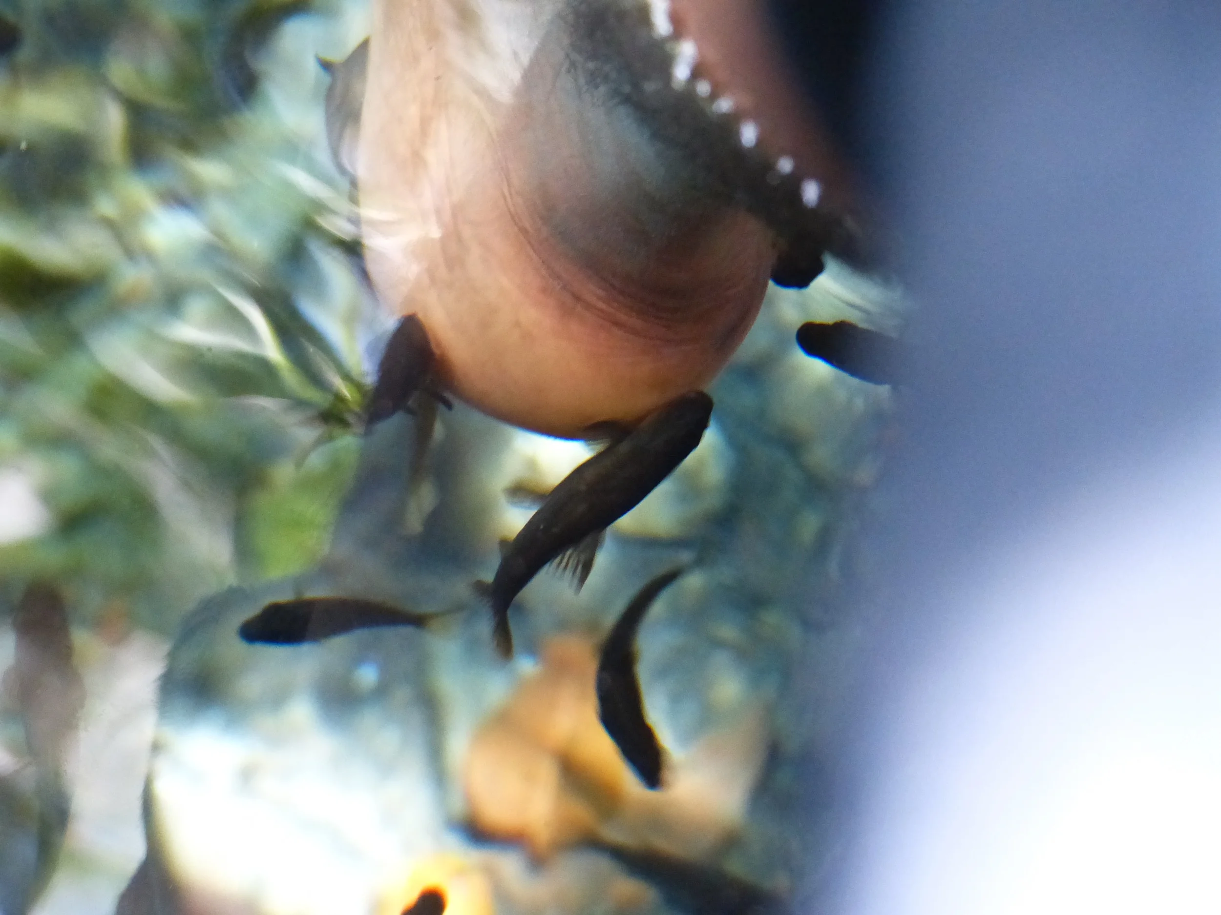 Fishy pedicure