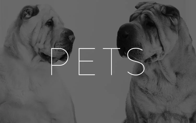 pets portrait house
