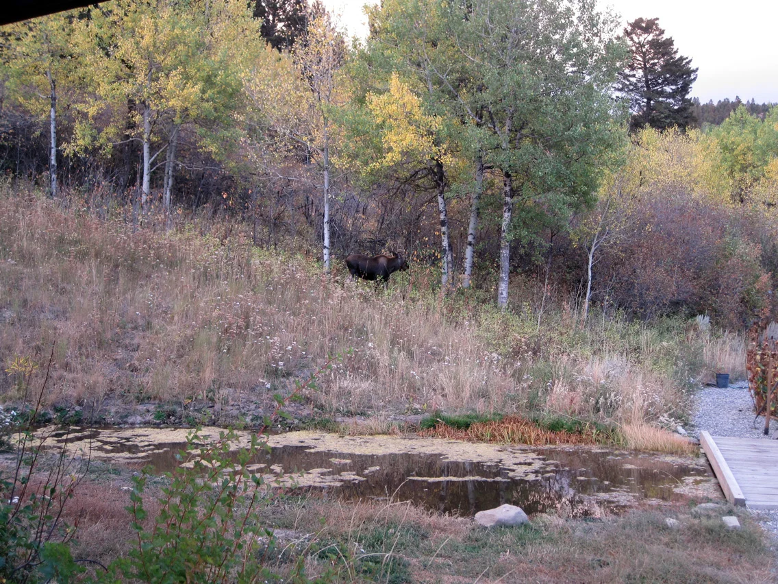 calf-at-pond-1.jpg