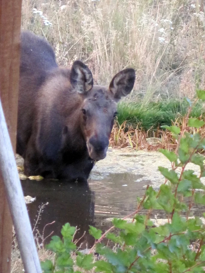 calf-at-pond-4.jpg