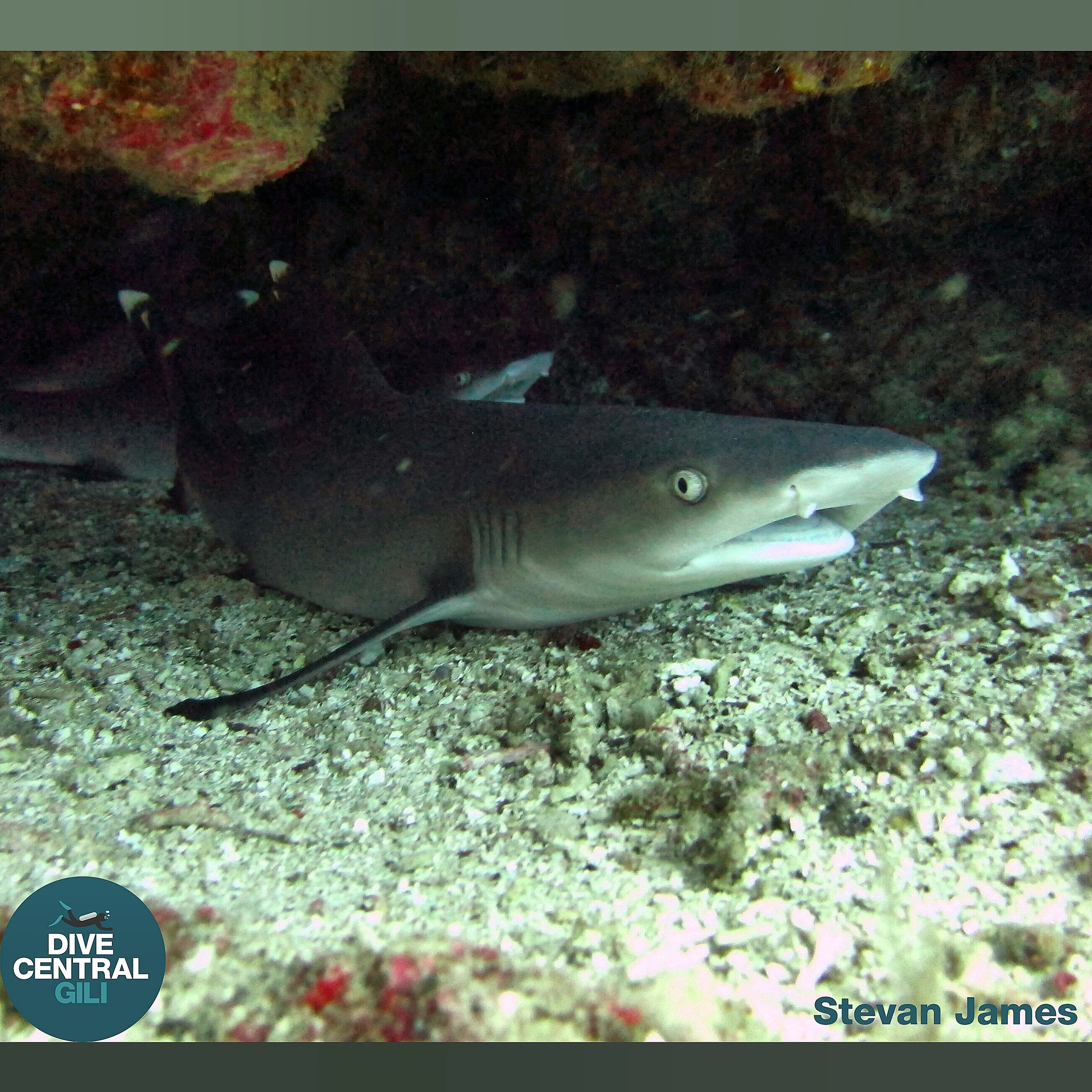 Sharks are friends not food!